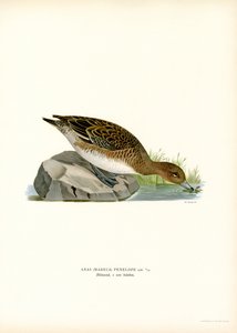 Eurasian Wigeon (farge litho) av Magnus Ferdinand and Wilhelm von Wright