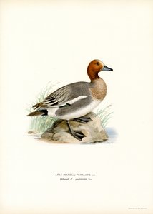 Eurasian Wigeon (farge litho) av Magnus Ferdinand and Wilhelm von Wright