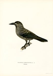 Eurasisk nøtteknekker (farge litho) av Magnus Ferdinand and Wilhelm von Wright