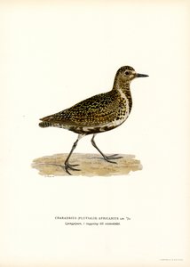 European Golden Plover (farge litho) av Magnus Ferdinand and Wilhelm von Wright