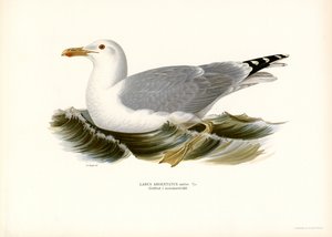 Europeisk sildemåke (farge litho) av Magnus Ferdinand and Wilhelm von Wright