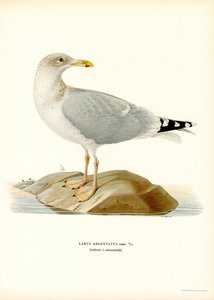 Europeisk sildemåke (farge litho) av Magnus Ferdinand and Wilhelm von Wright