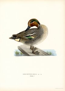 Europeisk blågrønn (farge litho) av Magnus Ferdinand and Wilhelm von Wright