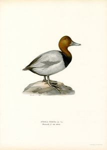Europeisk pochard (farge litho) av Magnus Ferdinand and Wilhelm von Wright