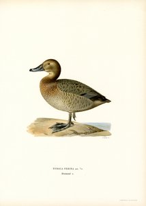 Europeisk pochard (farge litho) av Magnus Ferdinand and Wilhelm von Wright