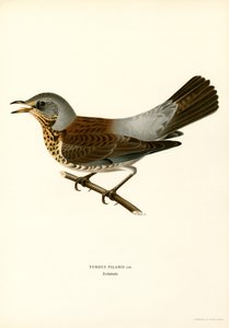 Markfare (farge litho) av Magnus Ferdinand and Wilhelm von Wright