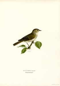 Hagesanger (farge litho) av Magnus Ferdinand and Wilhelm von Wright