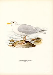 Glaucous Gull (farge litho) av Magnus Ferdinand and Wilhelm von Wright