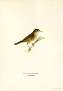 Grasshopper Warbler (farge litho) av Magnus Ferdinand and Wilhelm von Wright