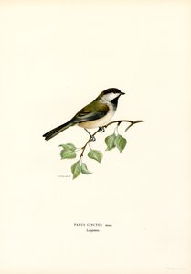 Gråhodet Chickadee (farge litho) av Magnus Ferdinand and Wilhelm von Wright
