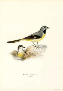 Grå vipstjert (farge litho) av Magnus Ferdinand and Wilhelm von Wright