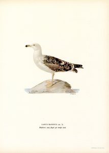 Stor svartbakmåke (farge litho) av Magnus Ferdinand and Wilhelm von Wright