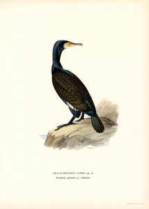 Storskarv (farge litho)