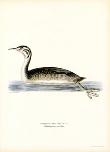 Great Crested Grebe (farge litho) av Magnus Ferdinand and Wilhelm von Wright