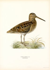 Stor snipe (farge litho) av Magnus Ferdinand and Wilhelm von Wright