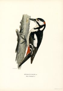 Stor flekkespett (farge litho) av Magnus Ferdinand and Wilhelm von Wright