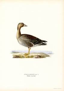 Blissgås (farge litho) av Magnus Ferdinand and Wilhelm von Wright