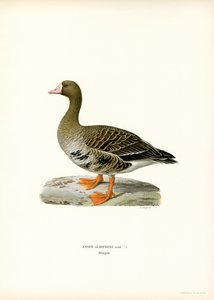 Blissgås (farge litho) av Magnus Ferdinand and Wilhelm von Wright