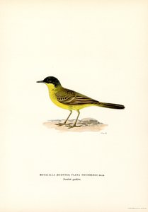 Gråhodede vipstjert (farge litho) av Magnus Ferdinand and Wilhelm von Wright