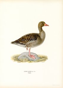 Grågås (farge litho) av Magnus Ferdinand and Wilhelm von Wright