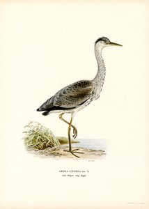 Grey Heron (farge litho) av Magnus Ferdinand and Wilhelm von Wright
