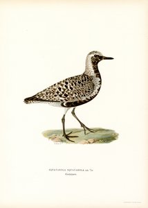 Grey Plover (farge litho) av Magnus Ferdinand and Wilhelm von Wright