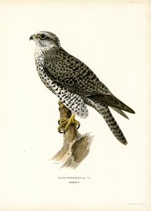 Gyrfalcon (farge litho) av Magnus Ferdinand and Wilhelm von Wright