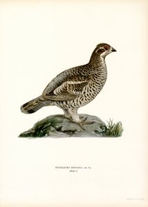 Hassel Grouse (farge litho)