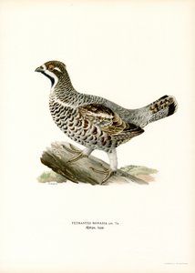 Hassel Grouse (farge litho) av Magnus Ferdinand and Wilhelm von Wright