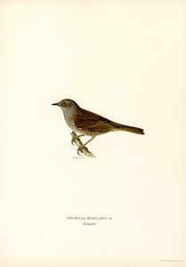 Hekksanger (farge litho) av Magnus Ferdinand and Wilhelm von Wright