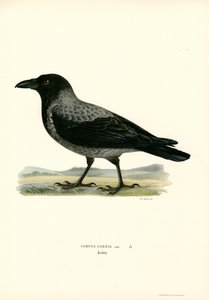 Hettekråke (farge litho) av Magnus Ferdinand and Wilhelm von Wright