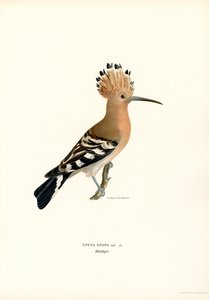 Hoopoe (farge litho)