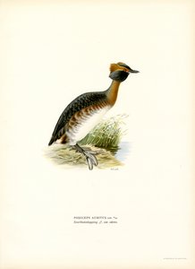 Horned Grebe (farge litho) av Magnus Ferdinand and Wilhelm von Wright