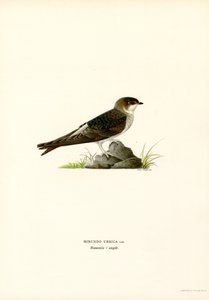 House Martin (farge litho) av Magnus Ferdinand and Wilhelm von Wright