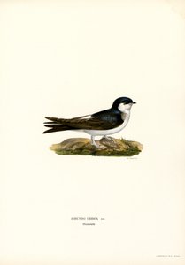 House Martin (farge litho) av Magnus Ferdinand and Wilhelm von Wright