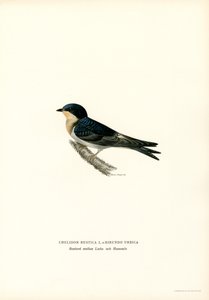Hussvale (farge litho) av Magnus Ferdinand and Wilhelm von Wright