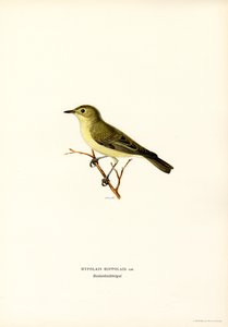 Icterine Warbler (farge litho) av Magnus Ferdinand and Wilhelm von Wright