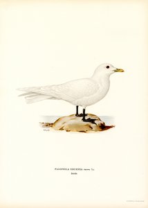 Elfenbensmåke (farge litho) av Magnus Ferdinand and Wilhelm von Wright