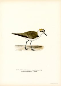 Kentish Plover (farge litho) av Magnus Ferdinand and Wilhelm von Wright