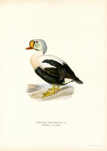 King Duck (farge litho) av Magnus Ferdinand and Wilhelm von Wright