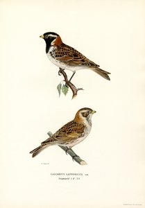 Lapplandsspurv (farge litho) av Magnus Ferdinand and Wilhelm von Wright
