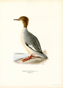 Stor Merganser (farge litho) av Magnus Ferdinand and Wilhelm von Wright