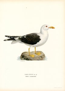 Mindre svartbak (litho farge) av Magnus Ferdinand and Wilhelm von Wright