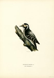 Mindre flekkete spett (farge litho) av Magnus Ferdinand and Wilhelm von Wright