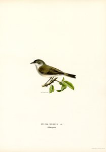 Lesser Whitethroat (farge litho) av Magnus Ferdinand and Wilhelm von Wright