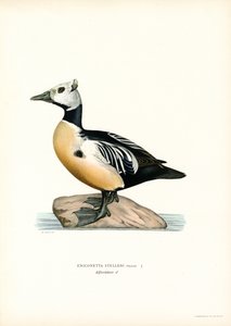 Lille ærfugl (farge litho) av Magnus Ferdinand and Wilhelm von Wright