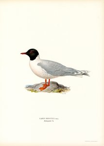 Lille måke (litho farge) av Magnus Ferdinand and Wilhelm von Wright
