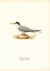 Lille tern (farge litho) av Magnus Ferdinand and Wilhelm von Wright