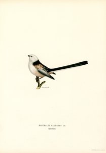 Langhalet meis (farge litho) av Magnus Ferdinand and Wilhelm von Wright