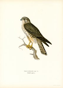Merlin (farge litho) av Magnus Ferdinand and Wilhelm von Wright